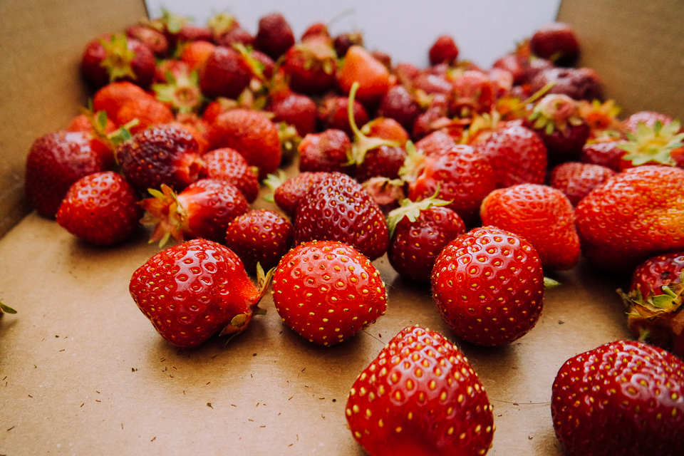 june 14- strawberry picking-3168